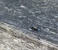 Polyrhachis ornata