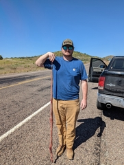 Masticophis flagellum testaceus