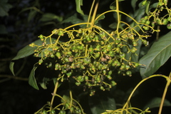 Palicourea lineariflora