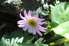 Iostephane heterophylla