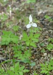 Codonorchis lessonii