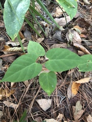 Matelea floridana