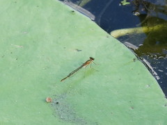 Austrocnemis splendida