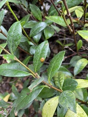 Harmonia axyridis