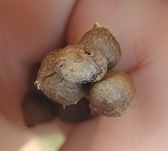 Andricus grossulariae