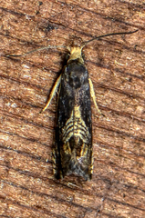 Grapholita tristrigana