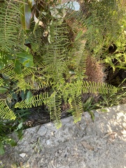 Gleichenia