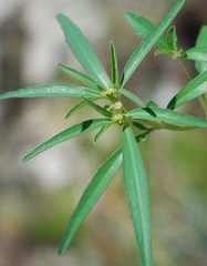 Euphorbia exstipulata