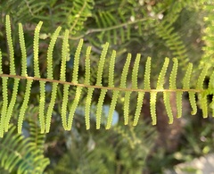 Gleichenia