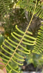 Gleichenia