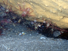 Rhynchocinetes typus