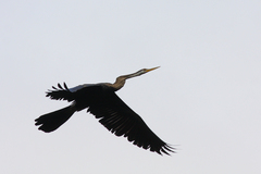 Anhinga melanogaster