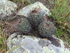 Coryphantha clavata