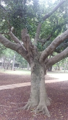 Ficus microcarpa microcarpa