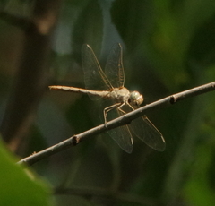 Sympetrum meridionale