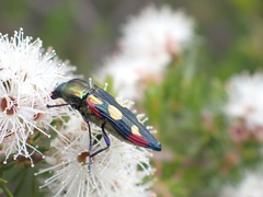 Castiarina producta