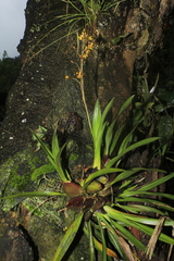 Oncidium leopardinum