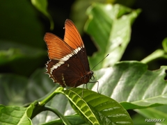 Siproeta epaphus epaphus