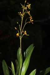 Oncidium leopardinum