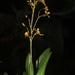 Oncidium leopardinum - Photo (c) Apipa, some rights reserved (CC BY-NC), uploaded by Apipa