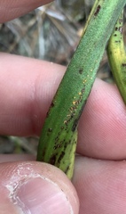 Uromyces thelymitrae