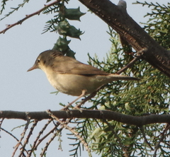 Iduna