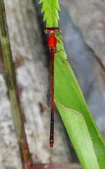 Agriocnemis femina