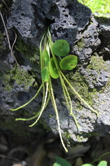 Peperomia bracteata