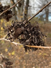 Taphrina robinsoniana
