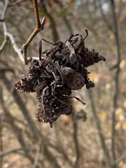 Taphrina robinsoniana
