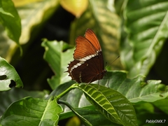 Siproeta epaphus epaphus