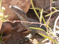 Varanus gouldii