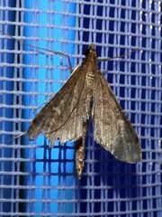 Dolicharthria punctalis