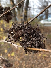 Taphrina robinsoniana