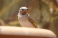 Conopophila rufogularis