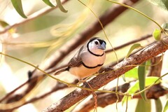 Stizoptera bichenovii