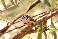 Stizoptera bichenovii