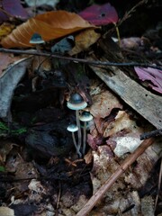 Mycena subcaerulea
