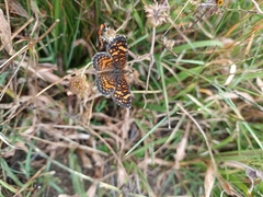 Phyciodes graphica graphica