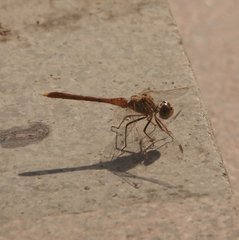 Sympetrum meridionale