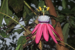 Passiflora rogitamensis