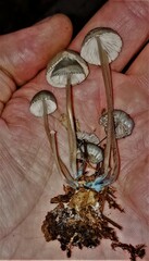 Mycena subcaerulea