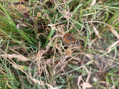 Phyciodes graphica graphica