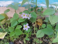 Oxalis caprina