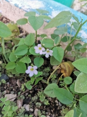 Oxalis caprina