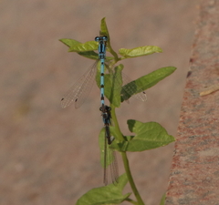Enallagma cyathigerum