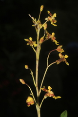 Oncidium leopardinum