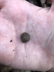 Inflectarius inflectus