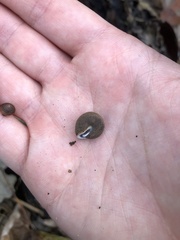 Inflectarius inflectus