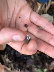 Inflectarius inflectus